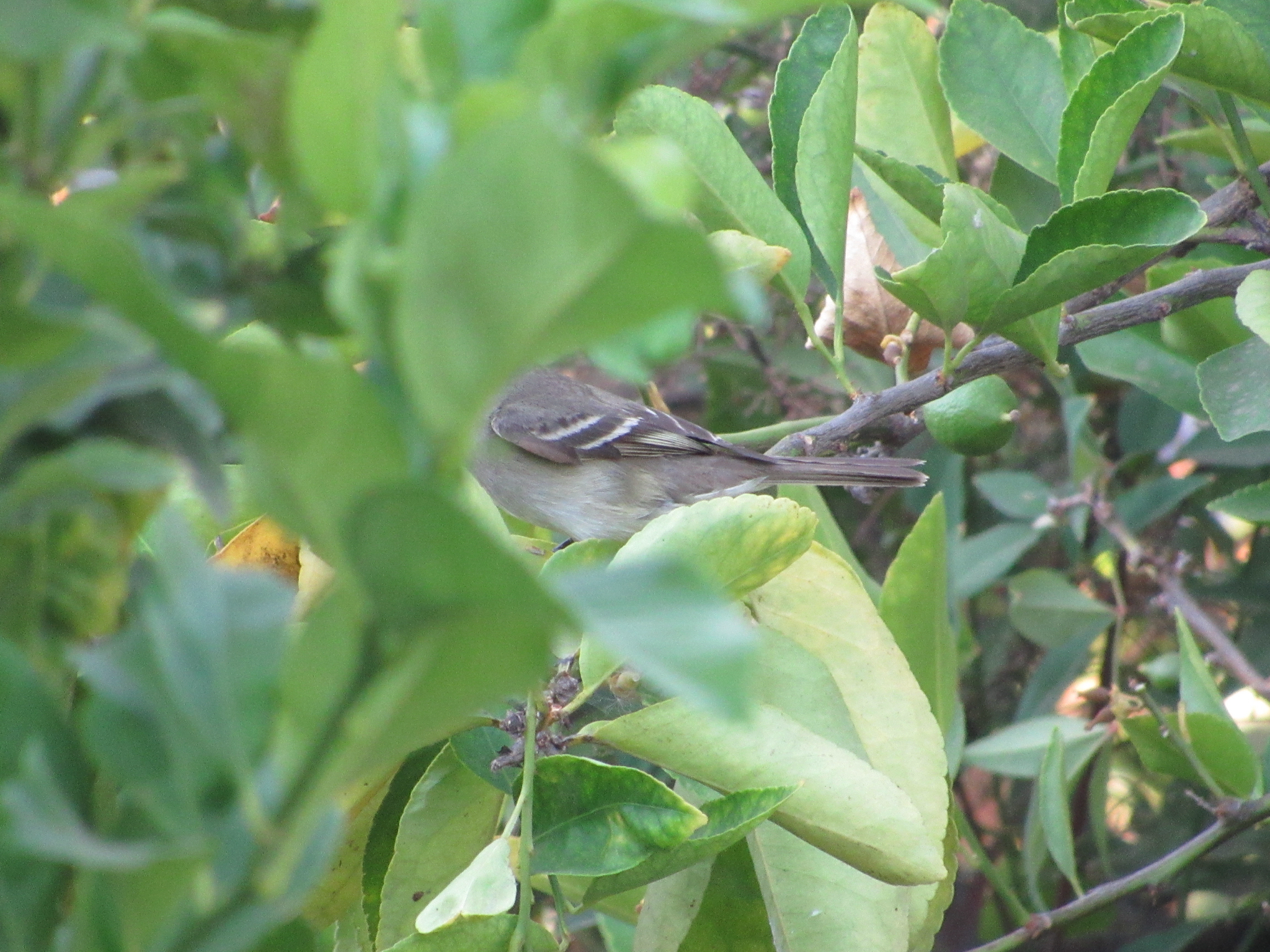 White-crested Elaenia (Elaenia albiceps), photo 8