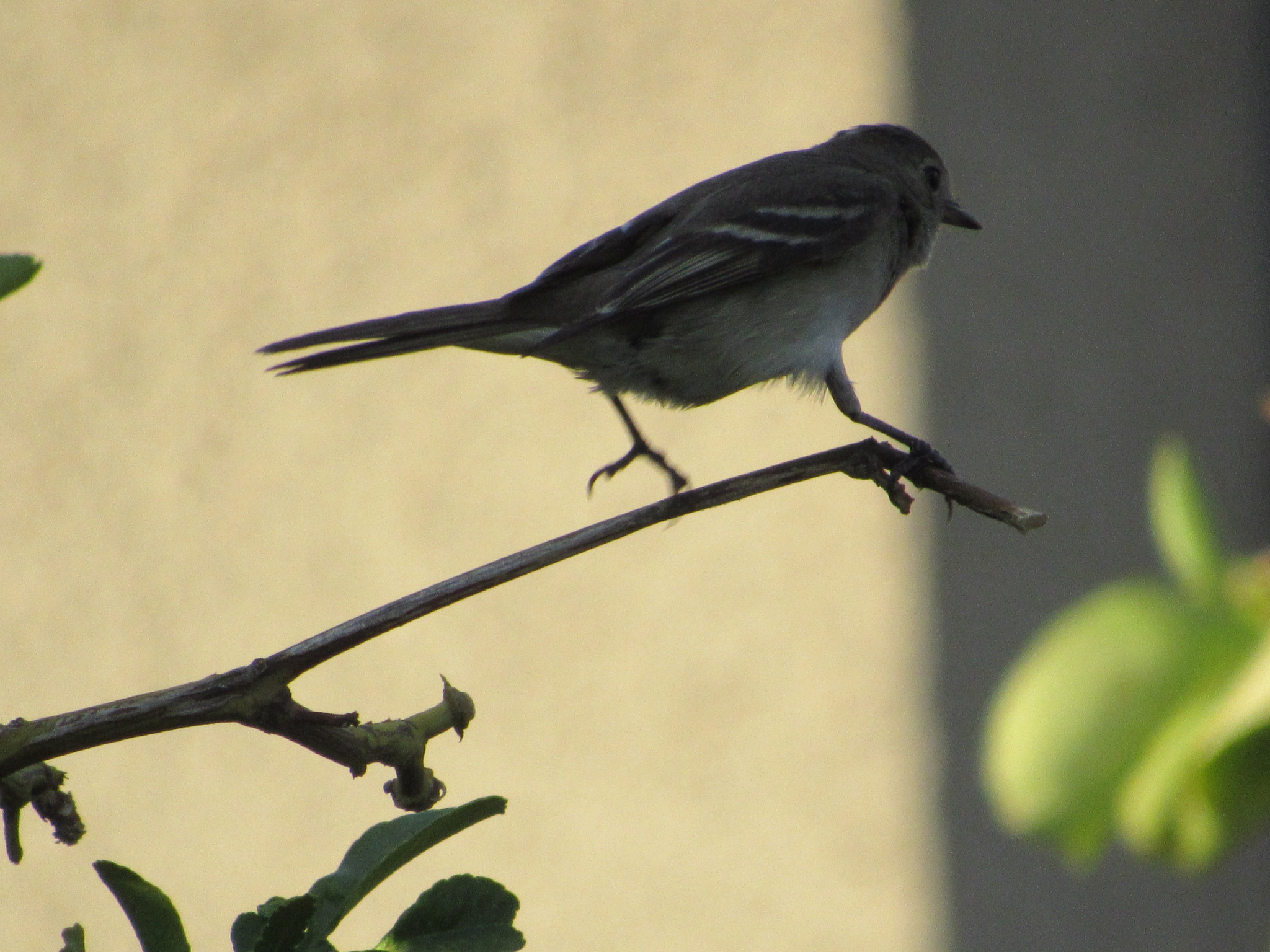 White-crested Elaenia (Elaenia albiceps), photo 5