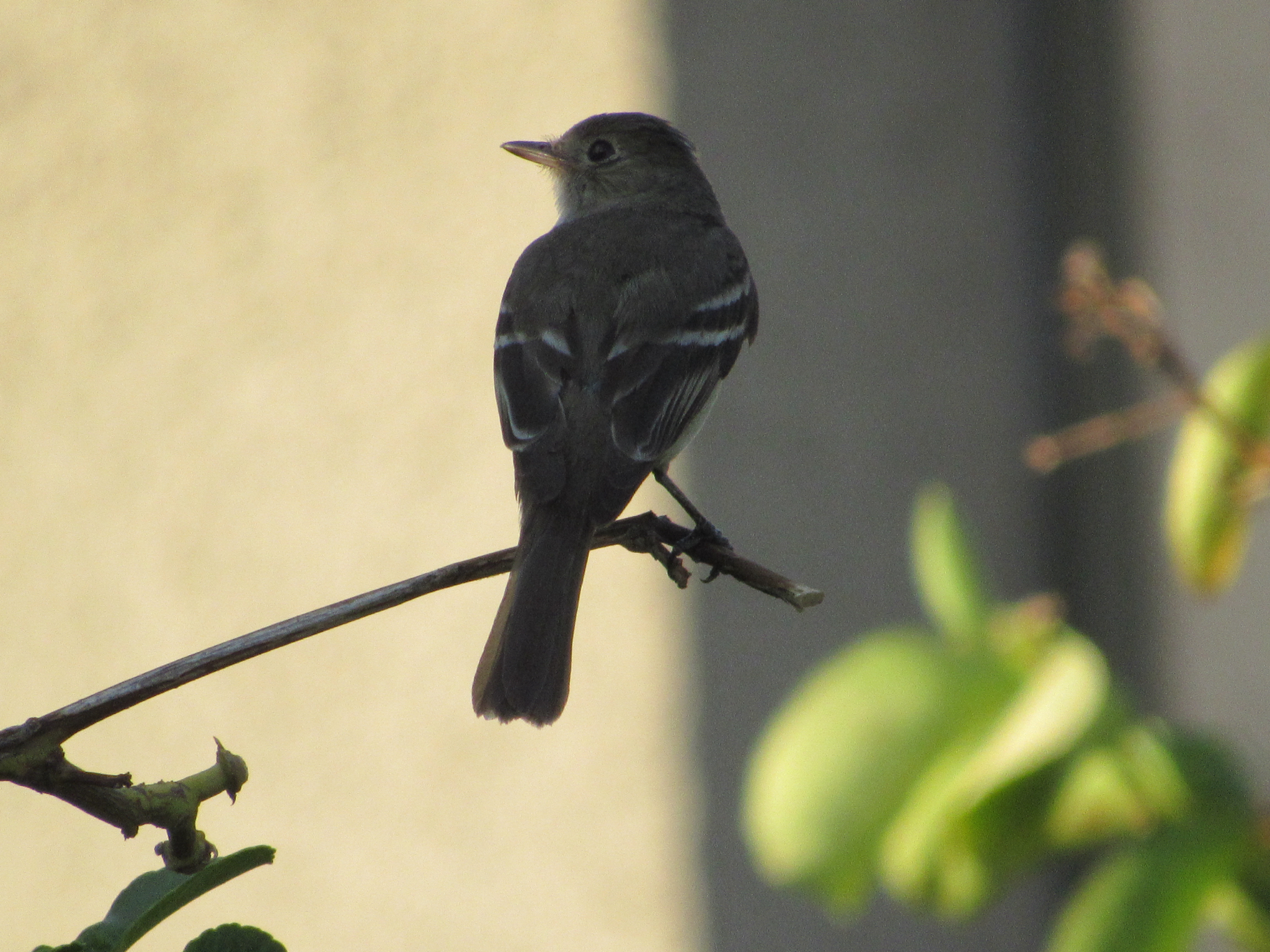 White-crested Elaenia (Elaenia albiceps), photo 4