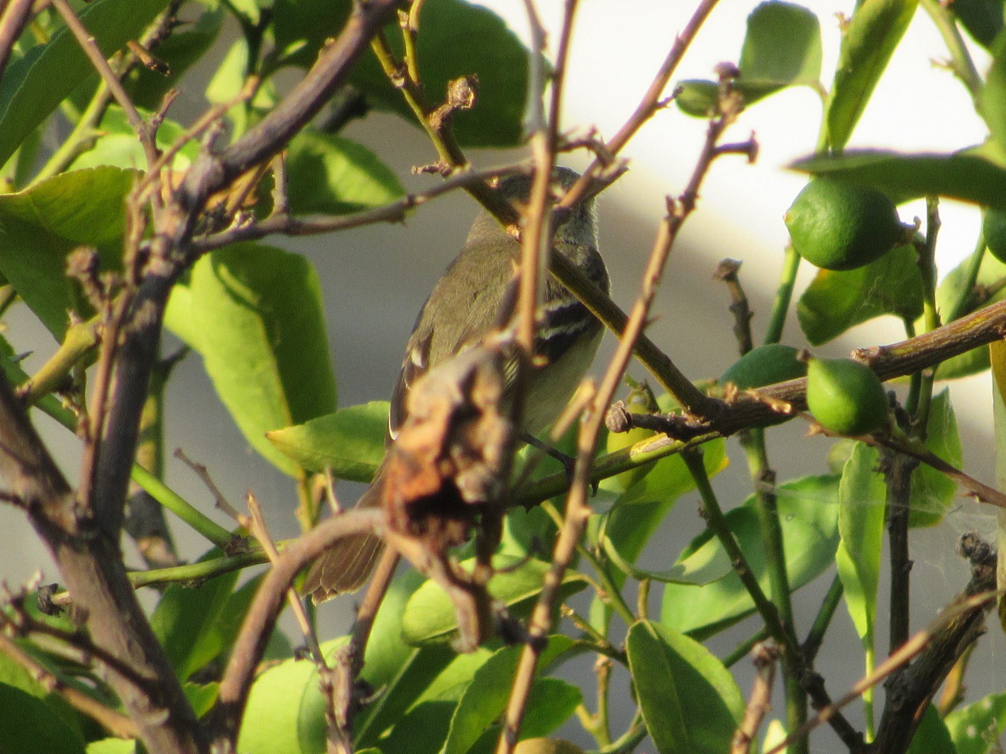 White-crested Elaenia (Elaenia albiceps), photo 9