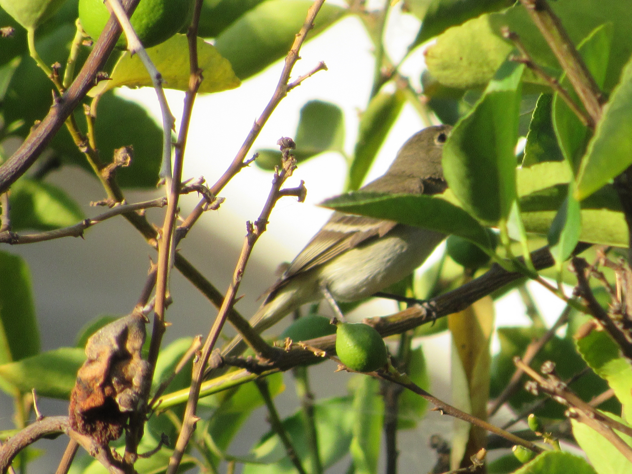 White-crested Elaenia (Elaenia albiceps), photo 10