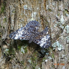 Hamadryas fornax