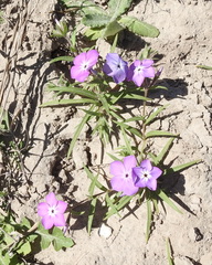 Phlox glabriflora