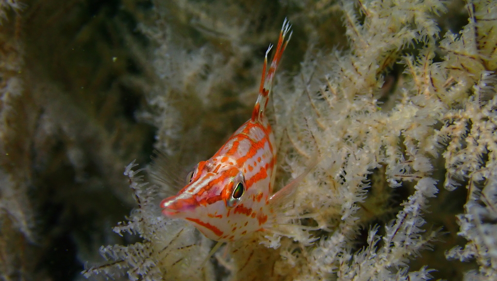 Long nose hawkfish (Oxycirrhites typus) — Cirrhitidae
