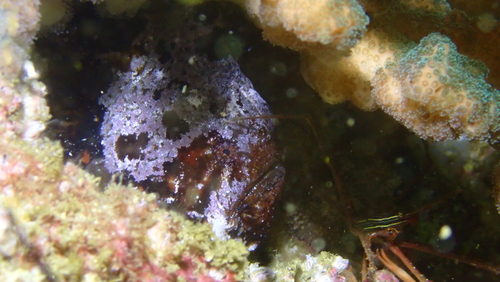 Bandtail frogfish (Antennatus strigatus) — Antennariidae — 4