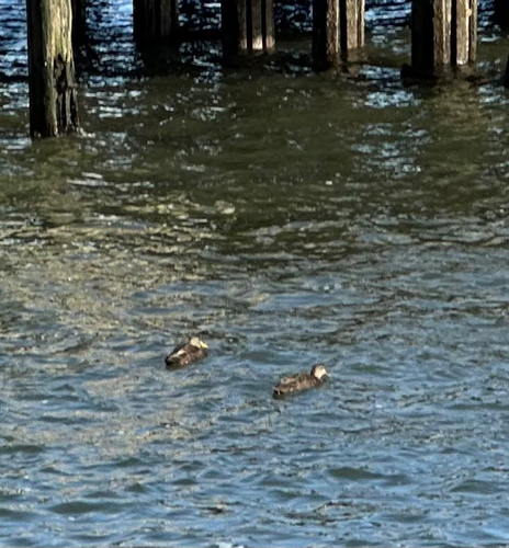 American Black Duck (Anas rubripes), photo 8