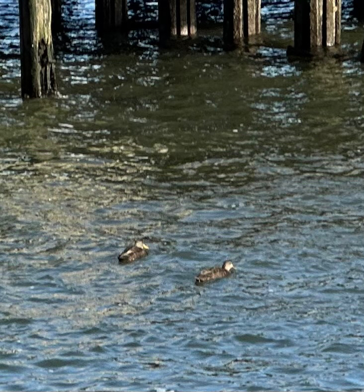 American Black Duck (Anas rubripes), photo 8