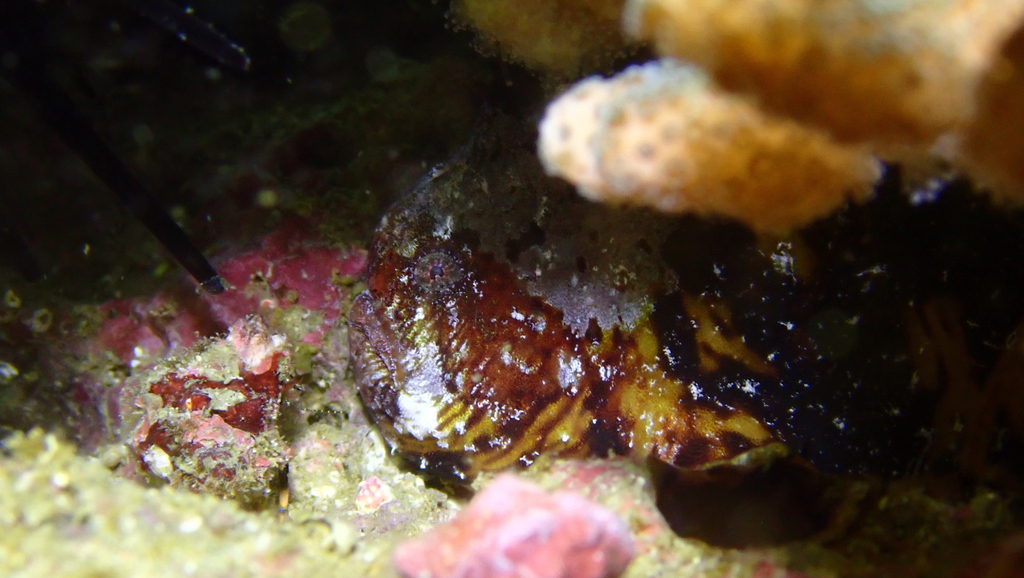 Bandstaart-hengelaarvis (Antennatus strigatus) — Antennariidae