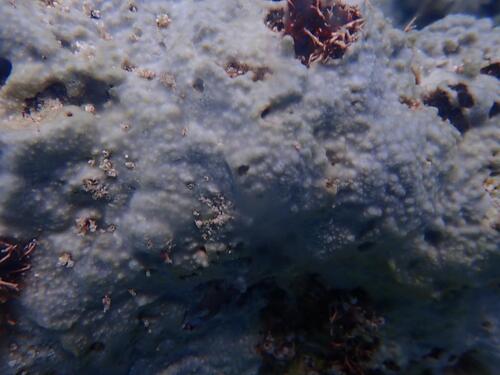 Lamellodysidea herbacea