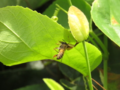 Apis mellifera