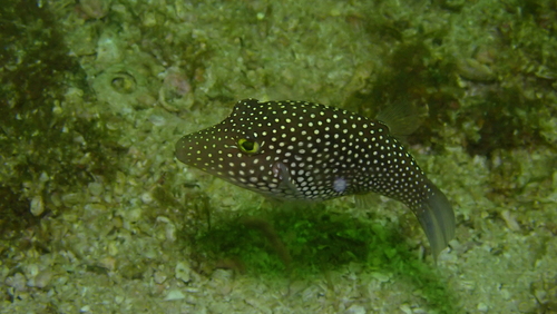 Spotted sharpnose puffer (Canthigaster punctatissima) — Tetraodontidae — 2