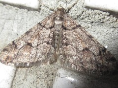 Agriopis dira