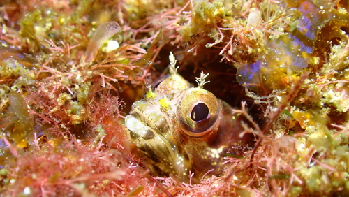 Slankstekel-slijmvis (Acanthemblemaria exilispinus) — Chaenopsidae — 3