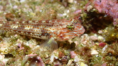Redlight Goby photo 4