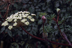 Myrrhidendron donnellsmithii