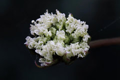 Myrrhidendron donnellsmithii