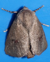 Comana monomorpha