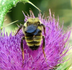 Bombus californicus