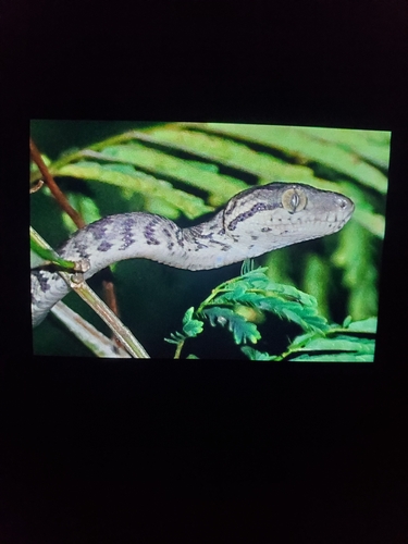 Grenada Bank Boa