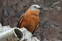 Cliff Flycatcher photo 5