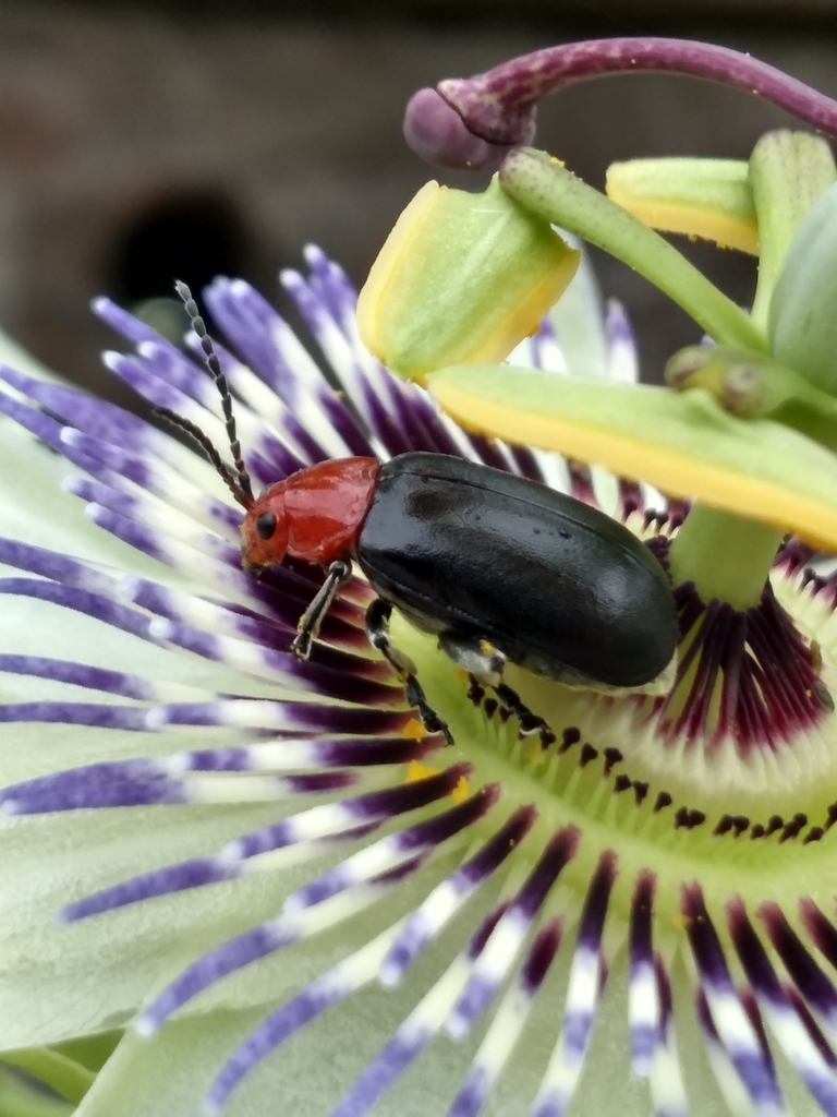 Cacoscelis nigripennis