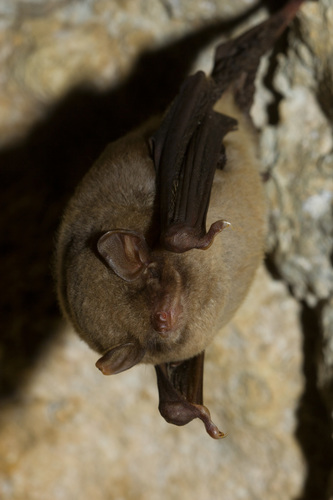 Schreibers' Long-fingered Bat