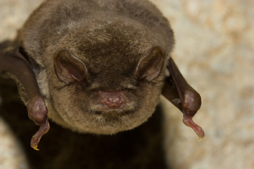 Schreibers' Long-fingered Bat