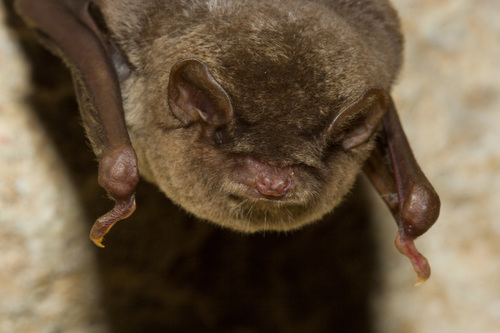 Schreibers' Long-fingered Bat