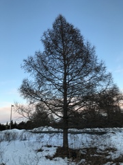 Larix laricina