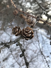 Larix laricina