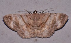 Petelia medardaria