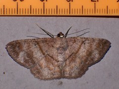 Petelia medardaria