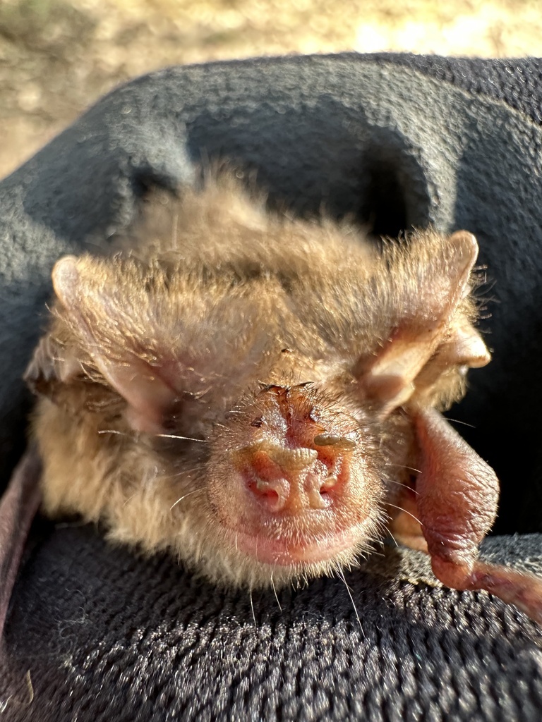 Gould's Long-eared Bat