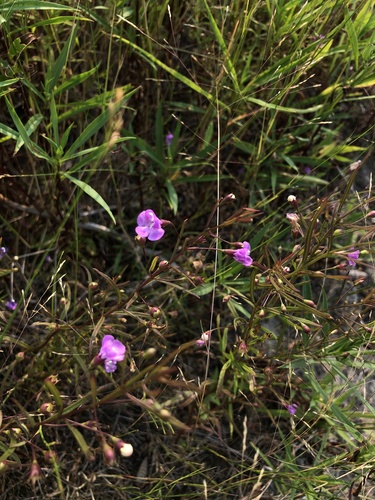 slender false foxglove (Agalinis tenuifolia)
