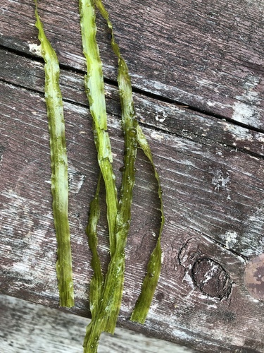 American eelgrass (Vallisneria americana)