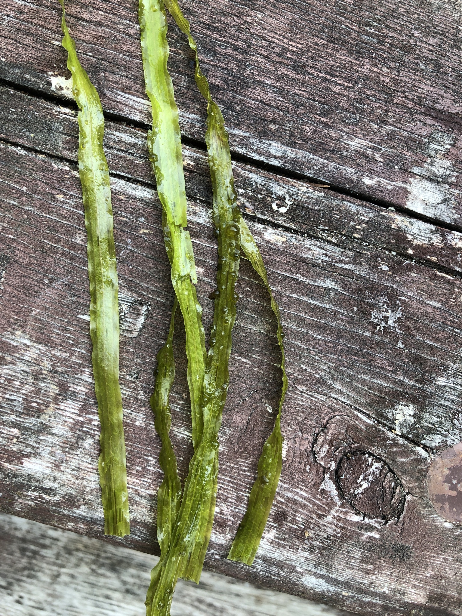 Eel-Grass (Vallisneria americana)