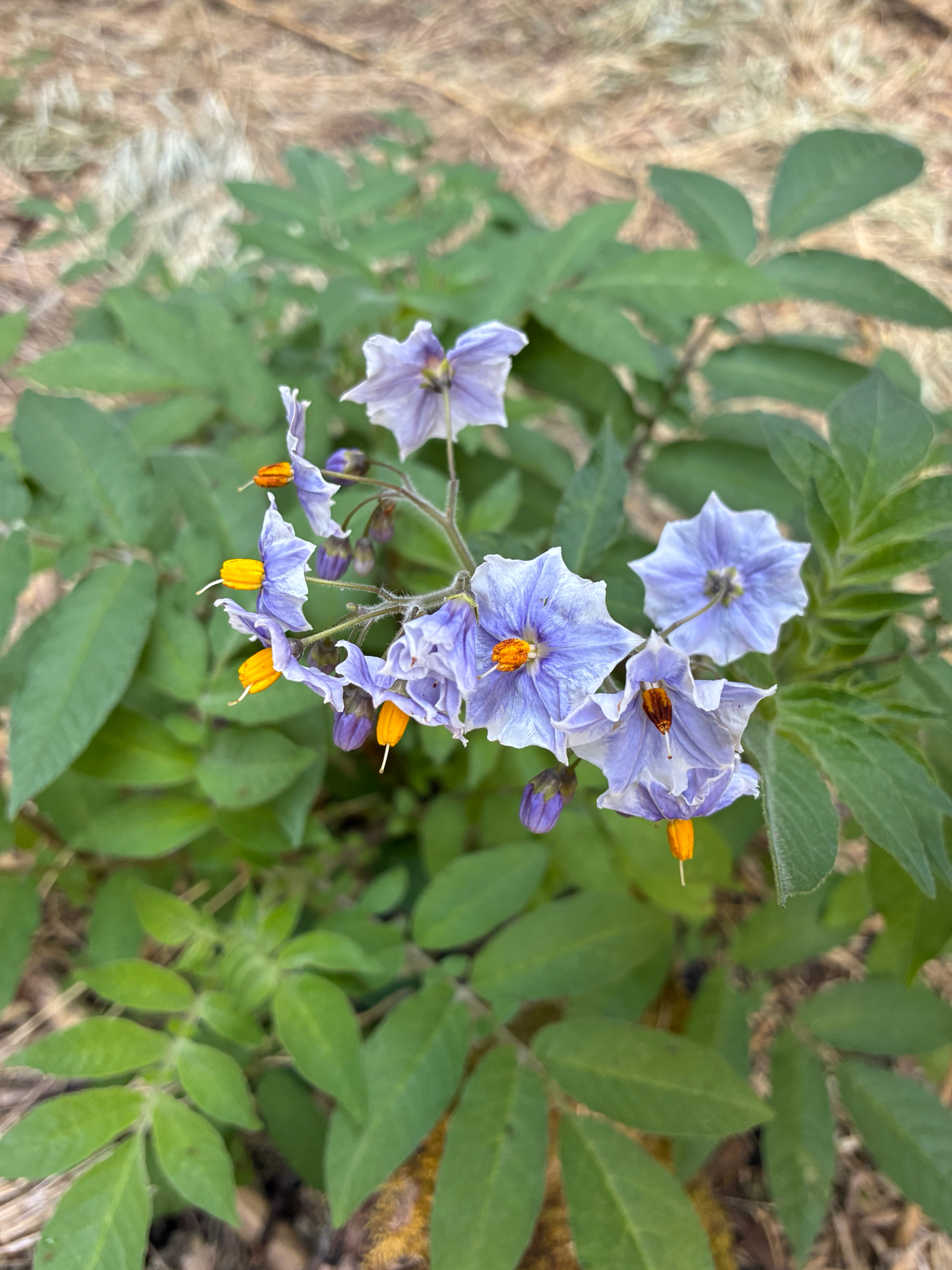 Solanum palustre
