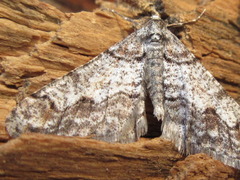 Agriopis dira
