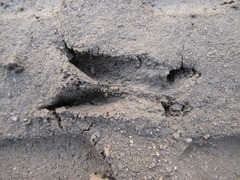 Hydropotes inermis argyropus