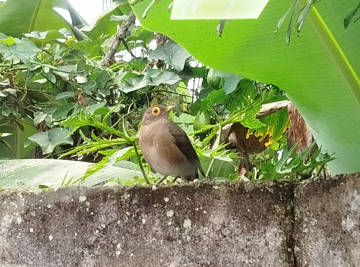 Spectacled Thrush (Turdus nudigenis), photo 3