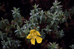 Hypericum irazuense