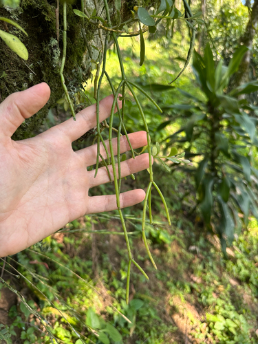 Mistletoe cactus