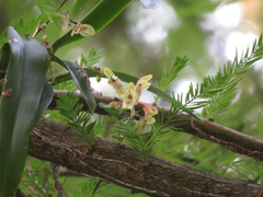 Leochilus oncidioides