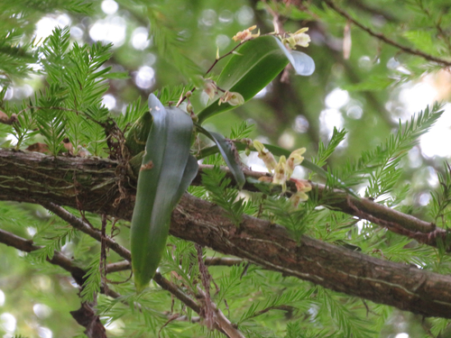 Leochilus oncidioides, photograph 1