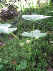 Rubus humulifolius