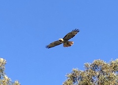 Buteo jamaicensis