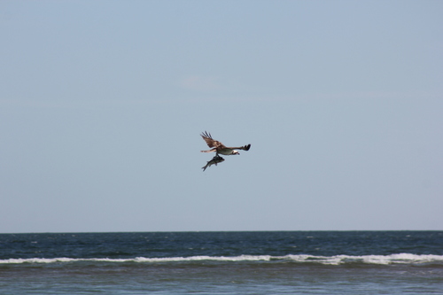 Osprey