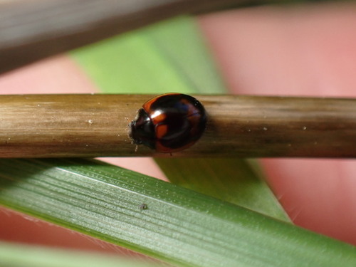 Batman Lady Beetle photo 2