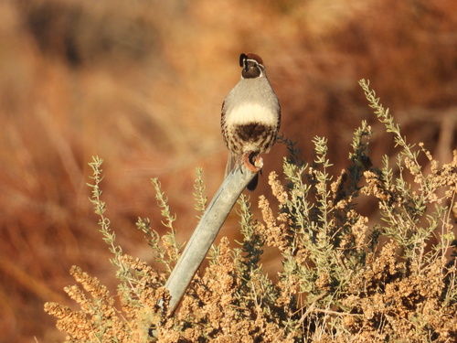 Gambel's Quail (Callipepla gambelii), photo 4