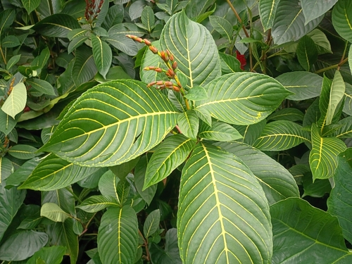 Sanchezia parvibracteata observed 2026-01-21